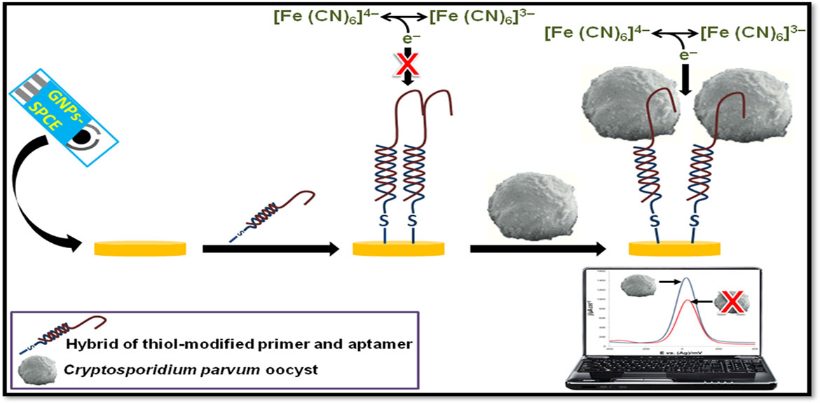 Development of a DNA Aptamer for Detection of Oocysts of ...
