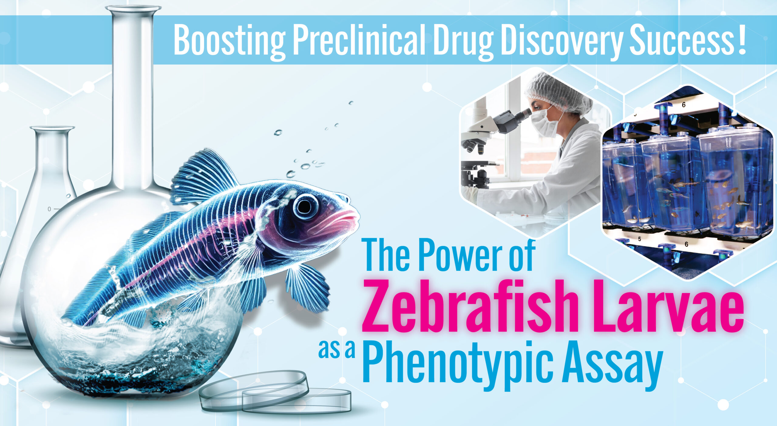 Zebrafish, Toxicology, drug screening