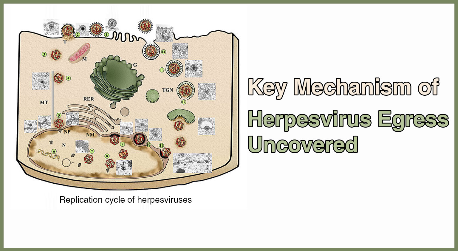 Key Mechanism of Herpesvirus Egress